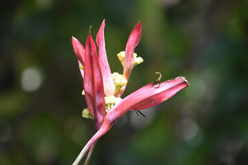 Very Pretty Tropical Flower Flowering and Blooming