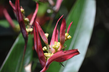 Stunning Tropical Flowers Blooming on a Warm Day