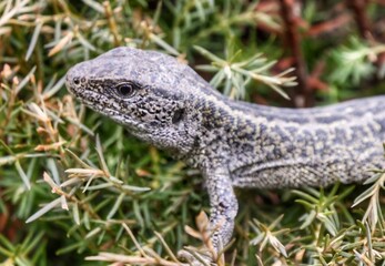 lizard on a rock