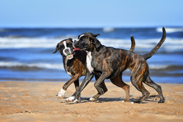 two boxer dogs playing together with a toy