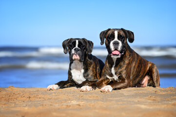 two boxer dogs lying down on the beach