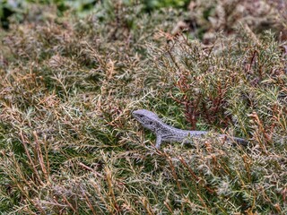 lizard on the ground