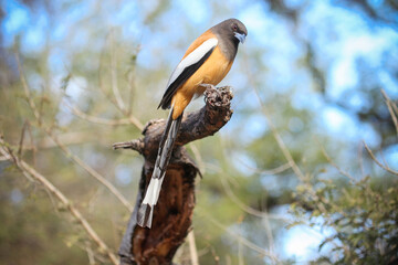 Rufous treepie