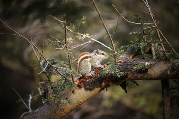Indian palm squirrel