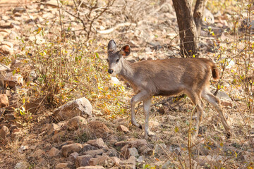 Sambar deer