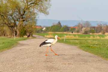 A stork walking across a field path in the nature reserve "Die kleine Qualle von Hergershausen" near Dieburg and Münster