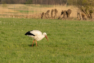 A stork standing on a rich green meadow and searching for food in the nature reserve "Die kleine Qualle von Hergershausen" near Dieburg and Münster