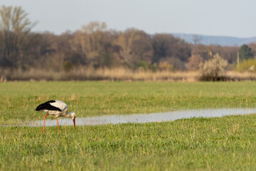 A stork standing on a rich green meadow and searching for food in the nature reserve 