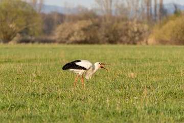 A stork eating on a rich green meadow in the nature reserve "Die kleine Qualle von Hergershausen" near Dieburg and Münster