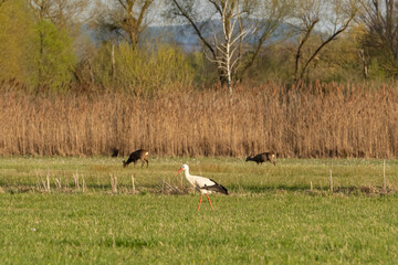 A stork standing on a rich green meadow with two deer in the background in the nature reserve 