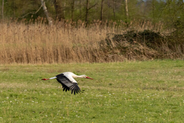 A stork flying over a rich green meadow in the nature reserve "Die kleine Qualle von Hergershausen" near Dieburg and Münster