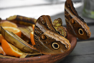 Barn Owl Butterfly Feeding on Old Fruit