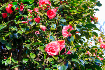 Beautiful blooming camellia tree in park
