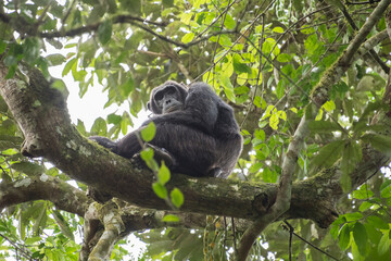 Pan-hooting chimpanzee (Pan troglodytes) in natural habitat