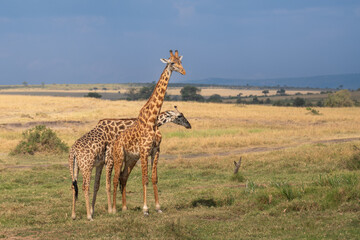 Obraz premium Giraffe in front Amboseli national park Kenya masai mara.(Giraffa reticulata) sunset.