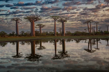 Fototapete Rund Beautiful Baobab trees at sunset at the avenue of the baobabs in Madagascar © vaclav