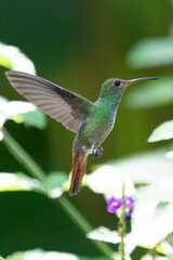 Fototapeta premium Green and blue hummingbird Sparkling Violetear flying next to beautiful yelow flower. Bird from Ecuador, tropical mountain forest. Wildlife scene from nature. Birdwatching in South America