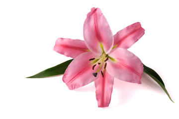 Pink lily flower with leaves and shadow isolated on white