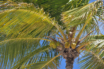 Obraz premium Palm Fronds and Coconuts on a Tree
