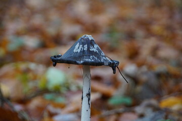 Natures best mushroom