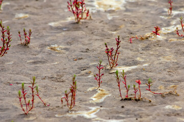 Plant on the beach