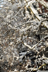 Late snow melting on branches in spring on a warm sunny day