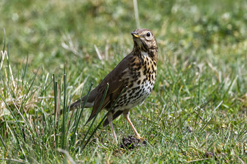 Mistle thrush
