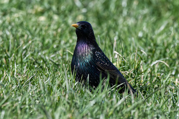 starling