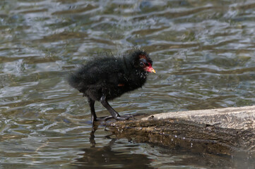 Moorhen chick