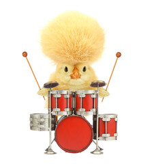 Cute cool chick musician with drums funny conceptual image. Music art chicken drummer concept....