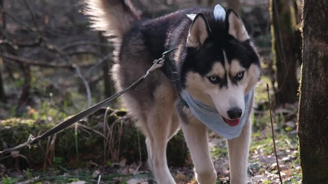 Husky dog marking territory. A dog with blue eyes and a blue scarf. Husky in the woods lifts his leg and pees to mark a tree