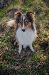 Cute dog brown tricolor breed sheltie shetland shepherd