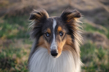 Cute dog brown tricolor breed sheltie shetland shepherd