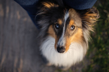Fototapeta premium Cute dog brown tricolor breed sheltie shetland shepherd