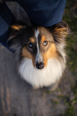 Cute dog brown tricolor breed sheltie shetland shepherd does the trick and puts his paws on the...