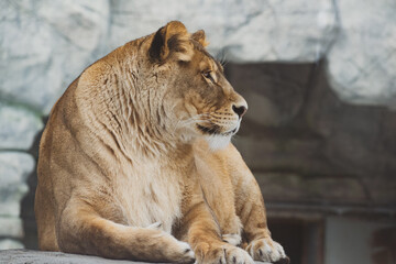 Fototapeta premium A lioness is resting on the stones