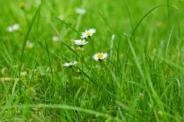 Daisy flowers in long gras macro view
