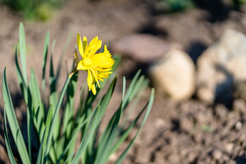 Yellow Daffodil in Garden, Blurry Abstract Background with Copy Space.
