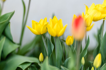 Abstract Background of Yellow and Red Tulips in Garden
