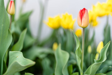 Abstract Background of Yellow and Red Tulips in Garden