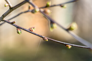 Cherry Tree Branch with Early Stage Buds in Spring