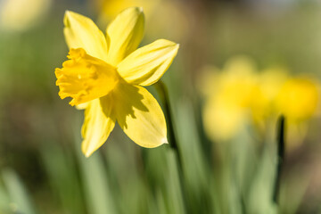 Yellow Daffodil in Garden, Blurry Abstract Background with Copy Space.