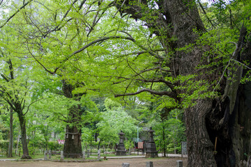 Naklejka premium 赤坂氷川神社の境内