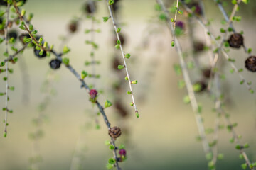 Blooming Larch Tree Branches, Abstract Blurry Background