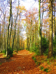 path in autumn forest