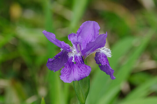 あやめの花 の画像 8 761 件の Stock 写真 ベクターおよびビデオ Adobe Stock
