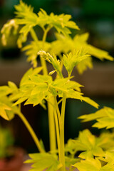 closeup of the bright yellow foliage of 'White Gold' bleeding heart. Lamprocapnos Dicentra spectabilis