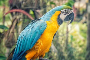 Blue and yellow macaw sitting on a branch -Ara Ararauna - Exotic bird
