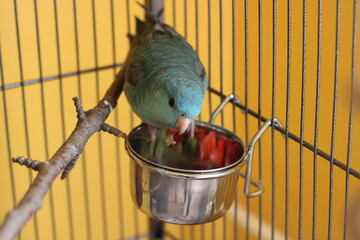 Barred parakeet turquoise male young lineolated parakeet eating strawberry