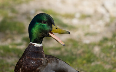 Obraz premium Portrait of a duck